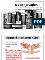 Cambios Entesiales