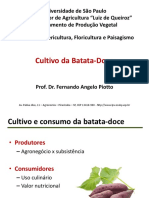 Cultivo da batata-doce: aspectos botânicos, produção e benefícios