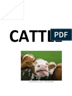 Cattle 34