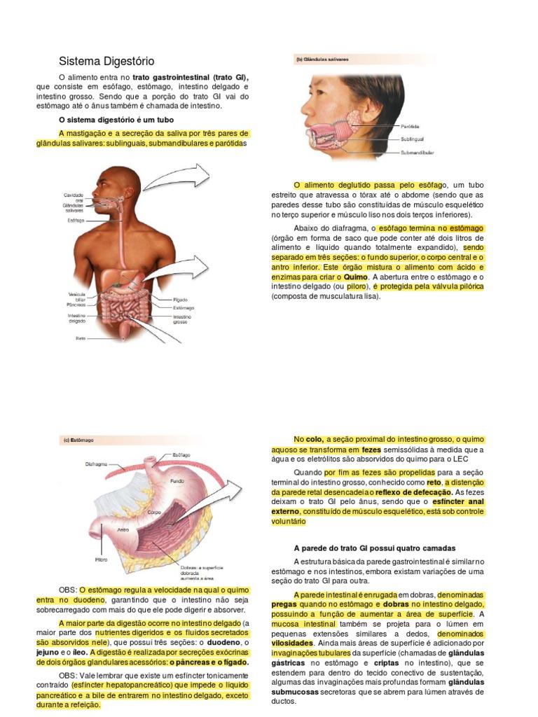 Resumo Do Sistema Digestório | PDF | Intestino delgado | Bile