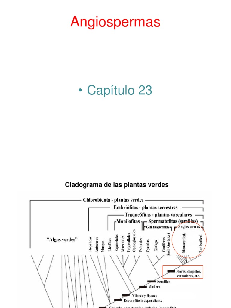Estructura y Ciclo de Vida de Angiospermas | PDF | Flores | Fruta