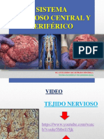 Semana 3 - Sistema Nervioso Central y Sistema Nervioso Periferico