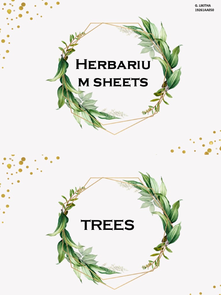 Herbarium Sheet PDF Coriander Mentha