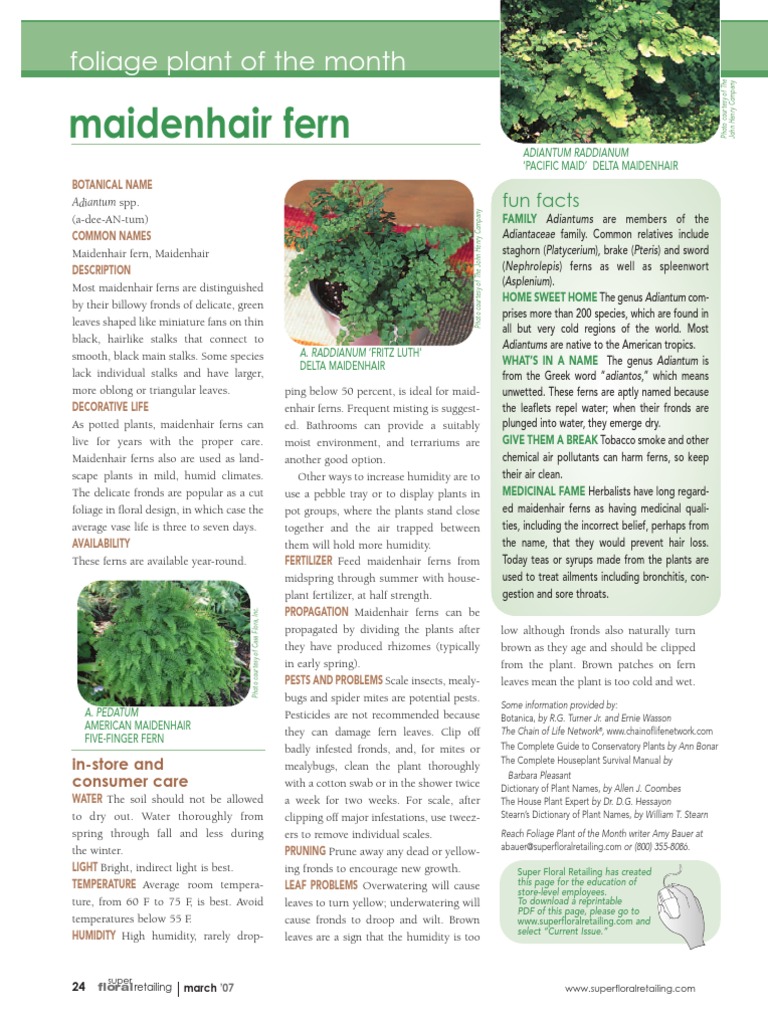 Maidenhair Fern Fern Agriculture