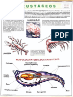 05 Zoologia - Crustáceos