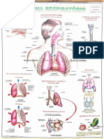 06 Biologia - Sistema Respiratório