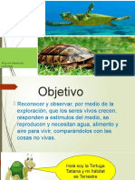 La Tortuga 1° Básico