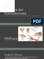 Mollusca Dan Echinodermata