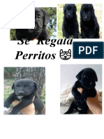 Documentoperritos