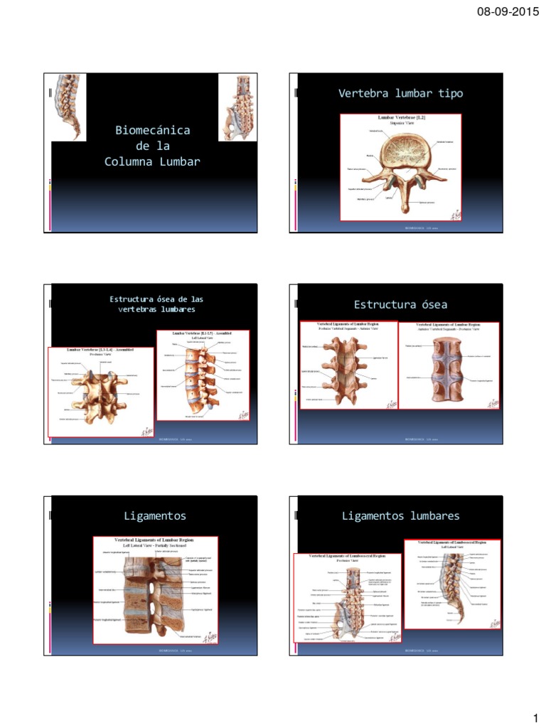 Biomecánica de la Columna Lumbar | PDF | La columna vertebral | Sistema ...