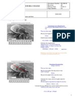 Calculating Size and Magnification - Pdfhomework