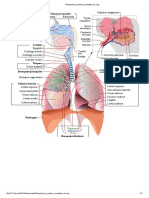 Respiratory System Complete Es