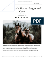 Life Cycle of A Horse - Stages and Care - LoveToKnow