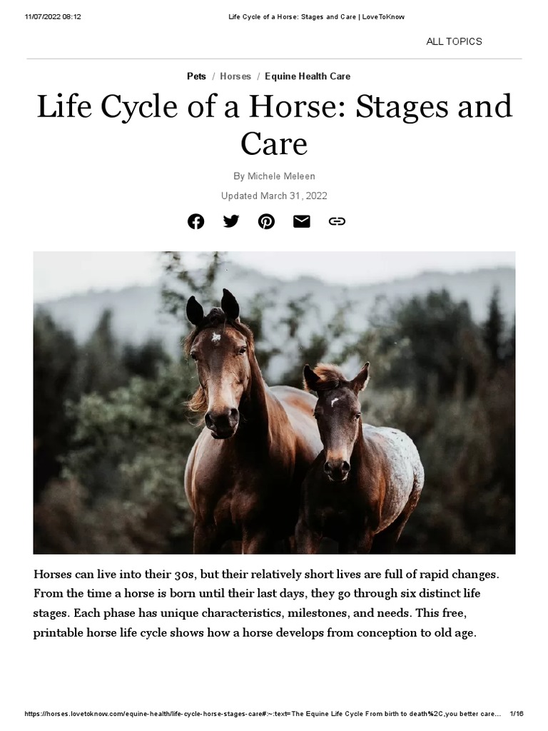 Life Cycle of a Horse_ Stages and Care _ LoveToKnow PDF Foal
