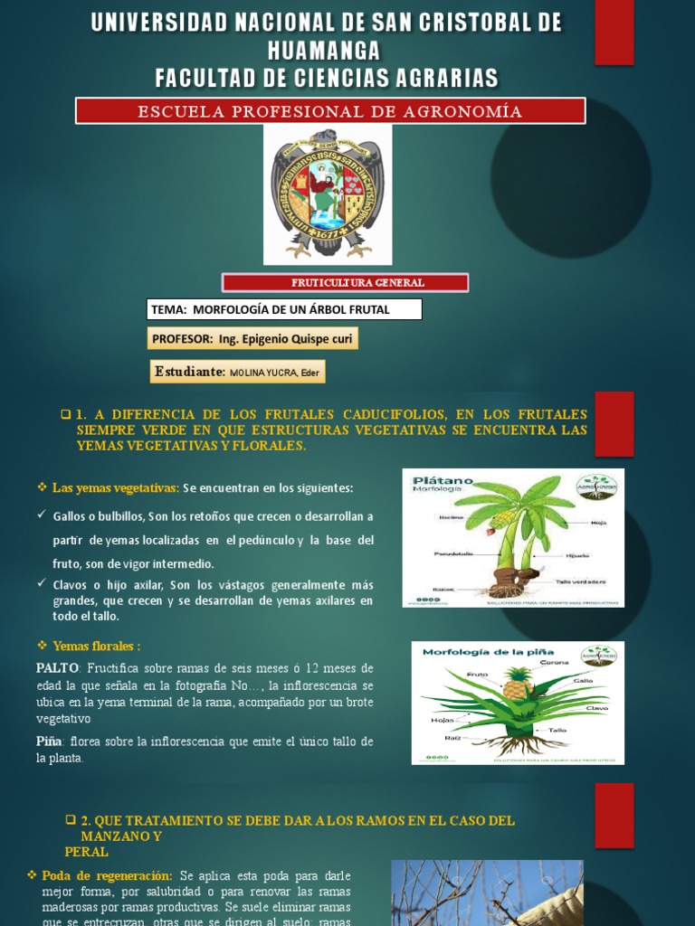 Fructificación de la Piña en Frutales | PDF | Tallo de la planta ...
