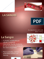 Sangre y Médula Ósea