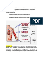 Sistema Muscular