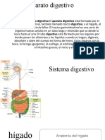 Diapositiva de Sistema Digestivo