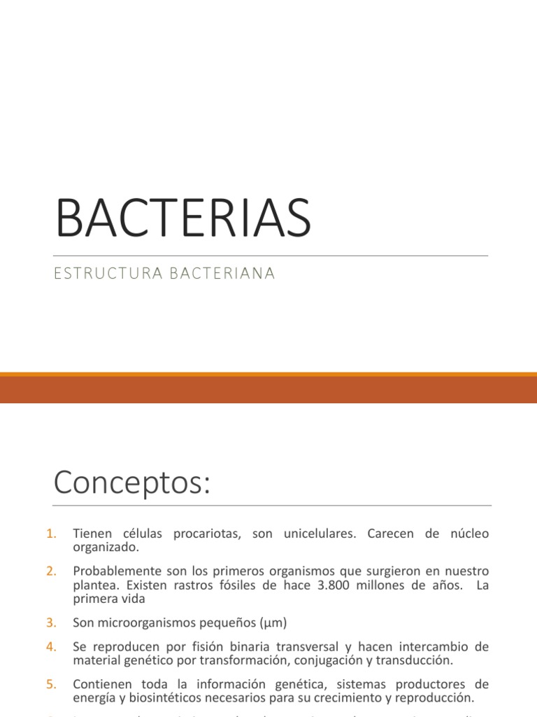 Estructura y características de las bacterias | PDF | Las bacterias ...