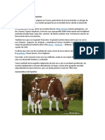 Raza bovina Ayrshire: origen, características y adaptación