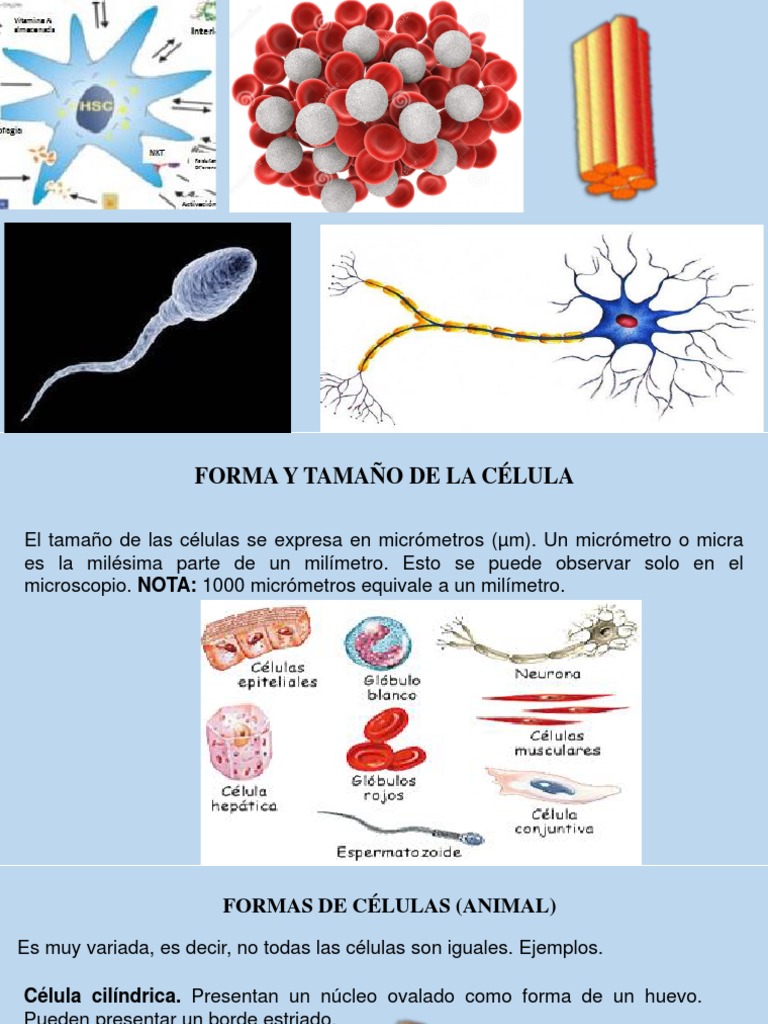Formas y tamaños de las células | PDF