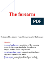 Muscles of the Forearm Compartments