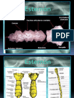 anatomia expo torax