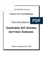 Práctico 1 Anatomia del sistema nervioso humano