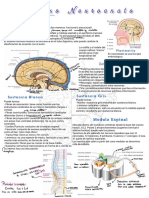 Neuro Anatomia