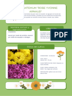 Ficha de Crisantemo