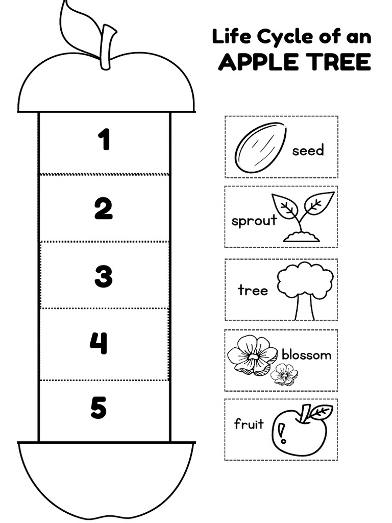 Apple Fruit | PDF
