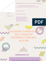 Anatomía Comparada Del Aparato Reproductor Del Macho