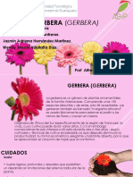 Gerbera