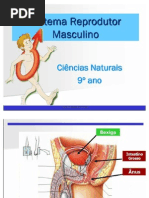 Sistema reprodutor masculino