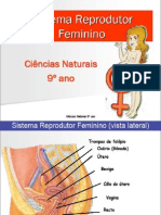 Sistema Reprodutor Feminino