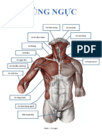 Vùng Ngực: Cơ nhị thân Cơ hàm móng