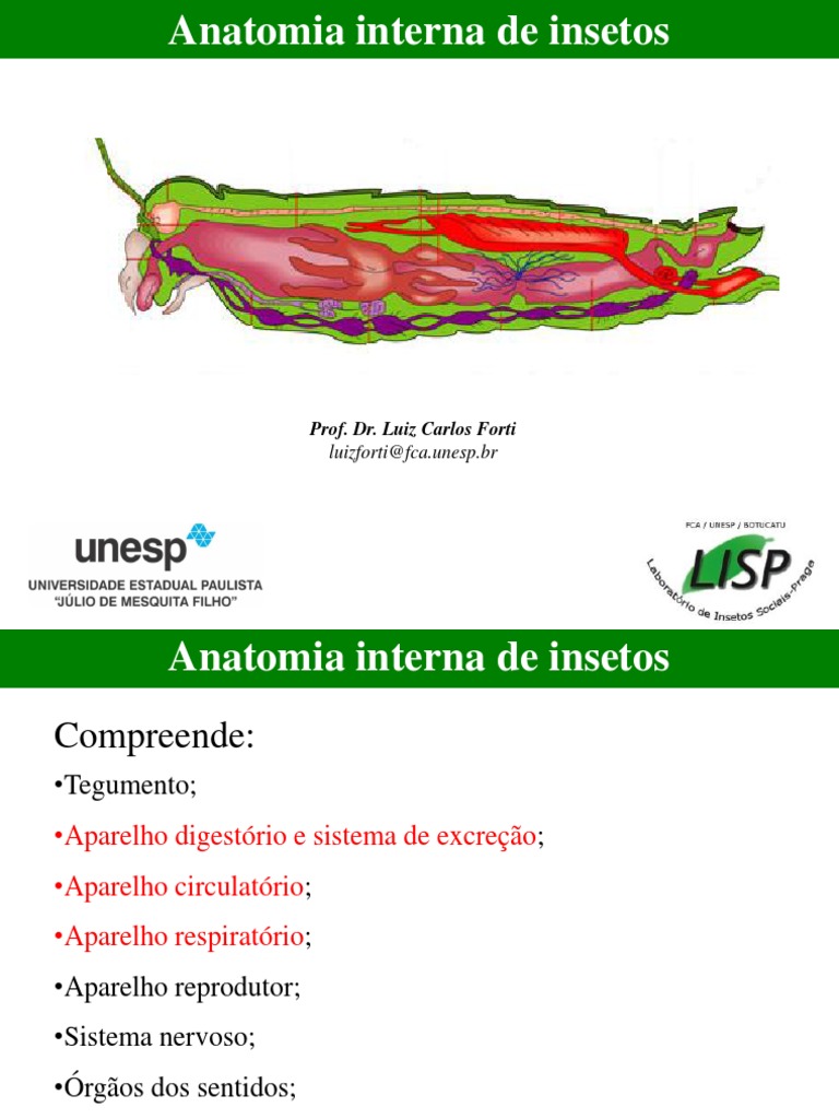 Anatomia Interna dos Insetos | PDF | Sistema digestivo humano | Sistema ...