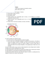 Biofisica de Los Sentidos