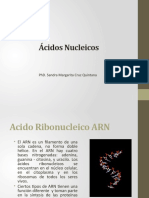 Acidos Nucleicos Arn