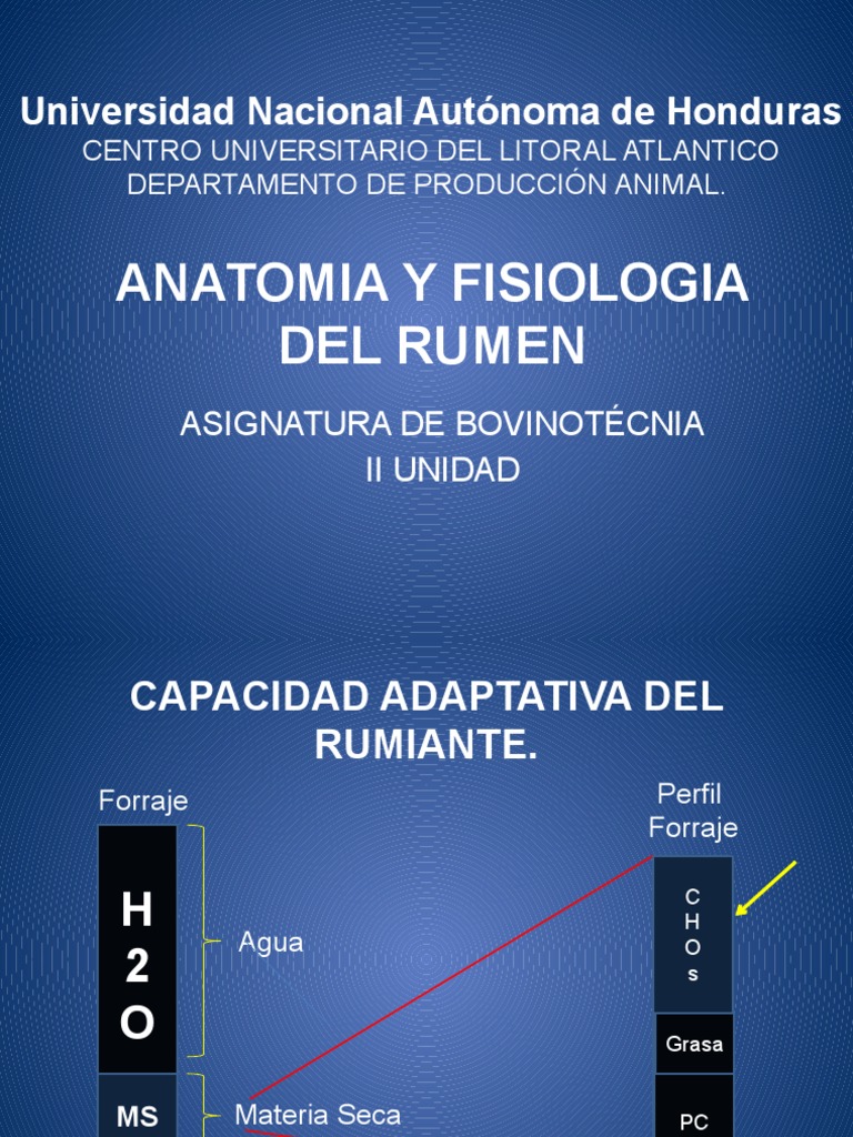 Anatomía del Rumen en Bovinos | PDF | Rumiante | Digestión