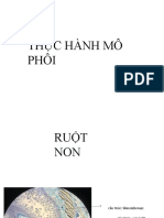 TH C Hành Mô Phôi Trên Lam