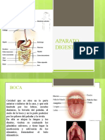 Aparato Digestivo
