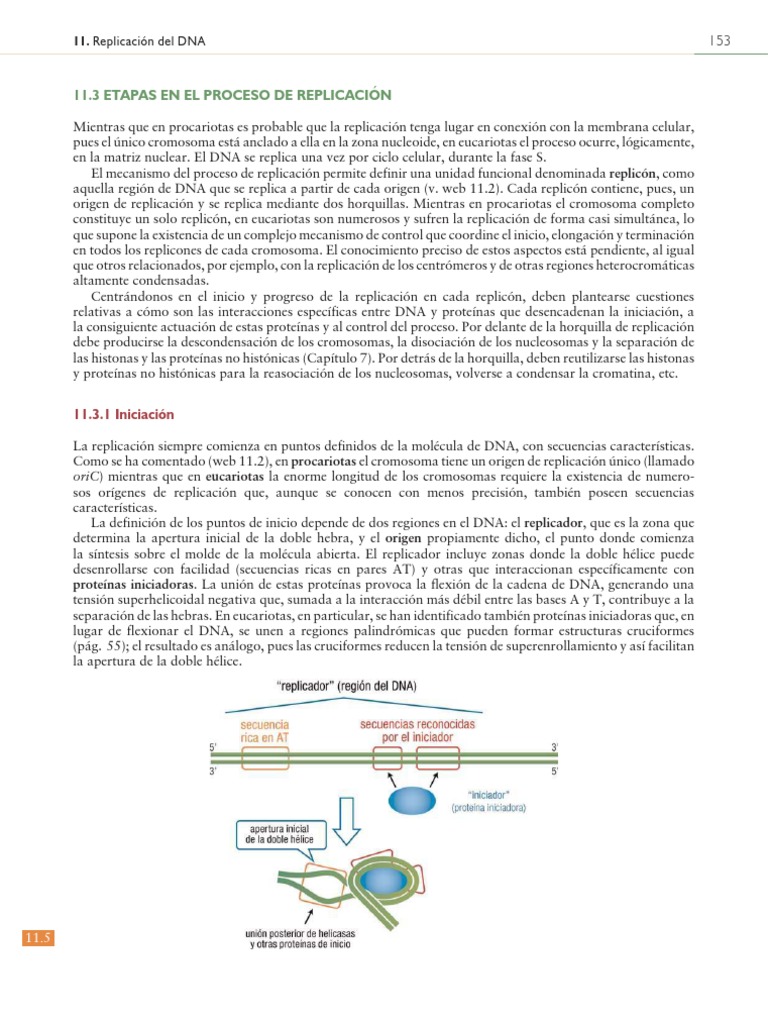 Proceso Replicación | PDF | Replicación De Adn | Adn