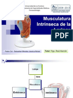 Musculatura Intrínseca de La Laringe