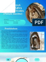 Pakan Larva Tiram Mutiara by Itachan