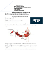 Clase 15 - Tejido Músucular