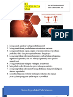 Sistem Reproduksi Manusia