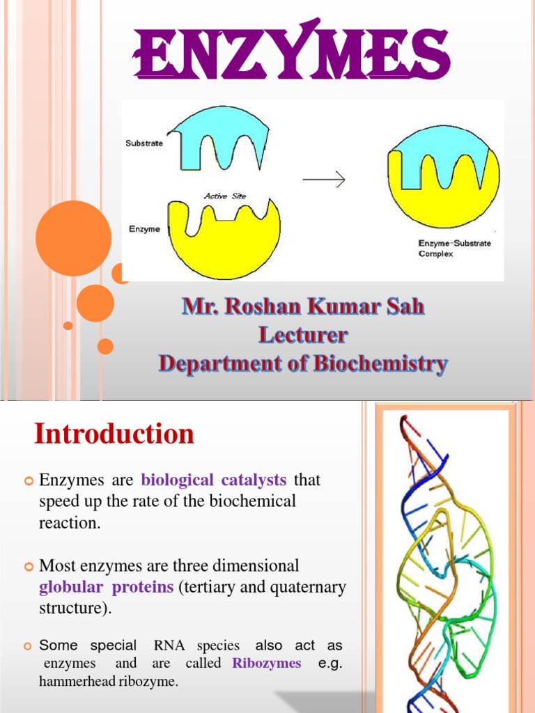 Enzymes 1 PDF Enzyme Cofactor (Biochemistry)