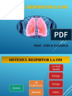 Sistemul Respirator La Om