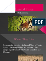 Bengal Tiger: by Brooklynn